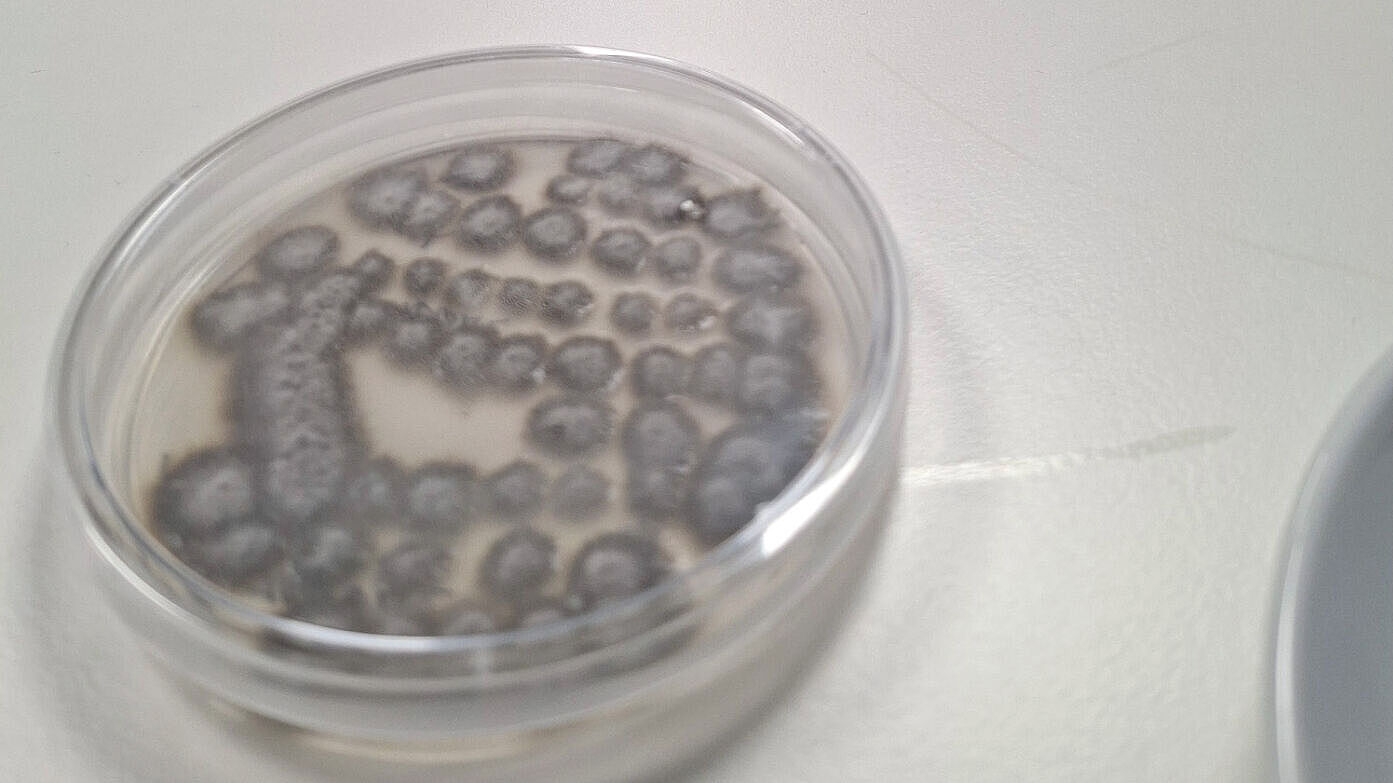 Eine Petrischale mit einer grauen Pilzkultur steht auf einem Tisch.