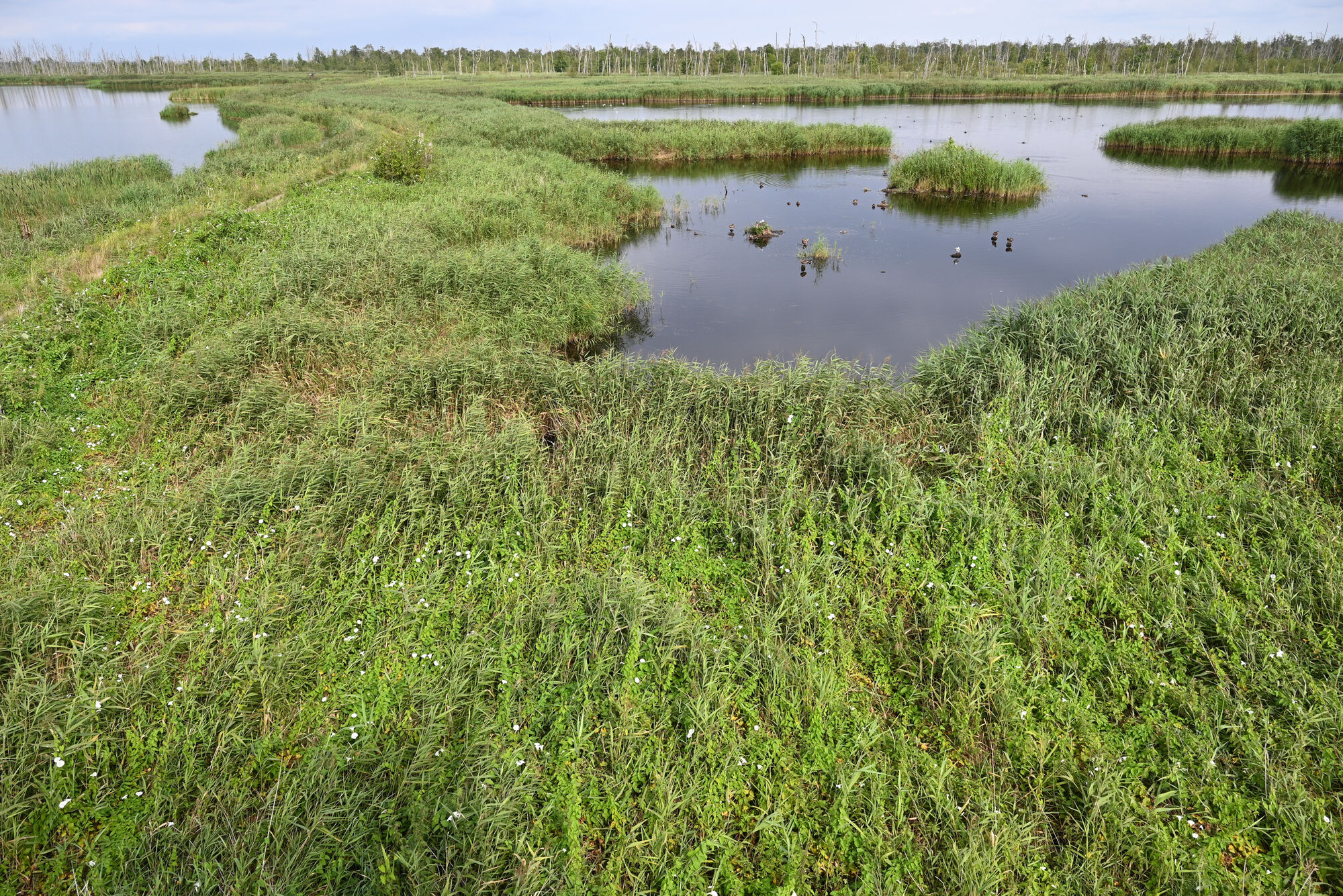 Wiedervernässtes Moor im Anklamer Stadtbruch
