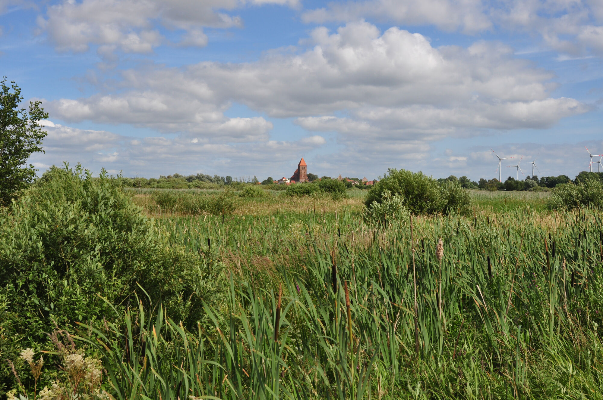 Wiedervernässtes Moor bei Tribsees