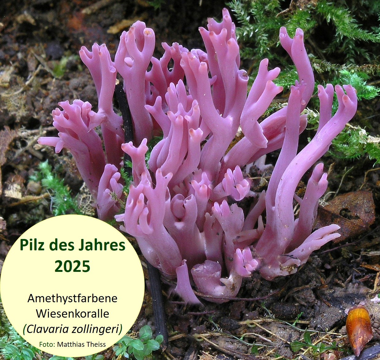 Der Pilz des Jahres ist die Amethystfarbene Wiesenkoralle.