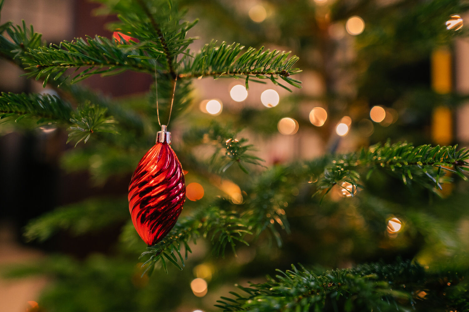 Symbolbild Weihnachtsbaum Ein geschmückter Weihnachtsbaumzweig mit einer glänzenden roten Christbaumkugel, im Hintergrund leuchten Lichter unscharf.