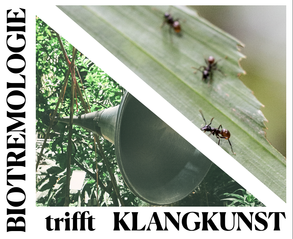  Nepalesischer Lautsprecher für die Klang-Installation, Ameisen auf einer Rattanpalme in Borneo ©Julien Bota & Ludwig Berger, 2023 