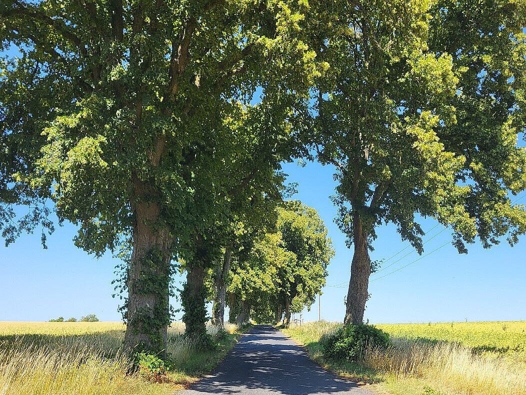 Das Foto zeigt eine kleine Landstraße, welche von großen, grünbelaubten Bäumen umsäumt ist. Rechts und links sind Felder.