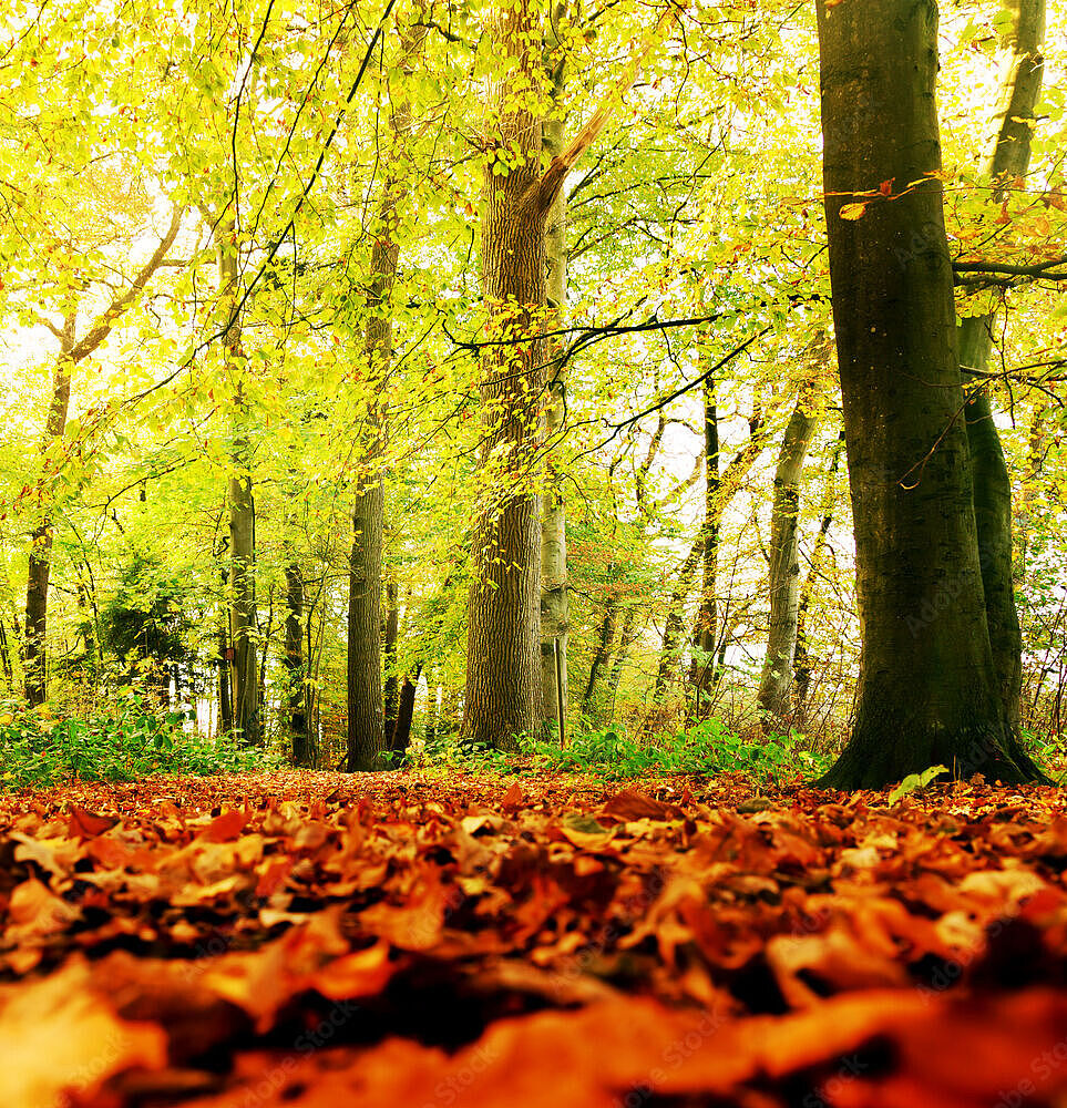 herbstlicher Wald