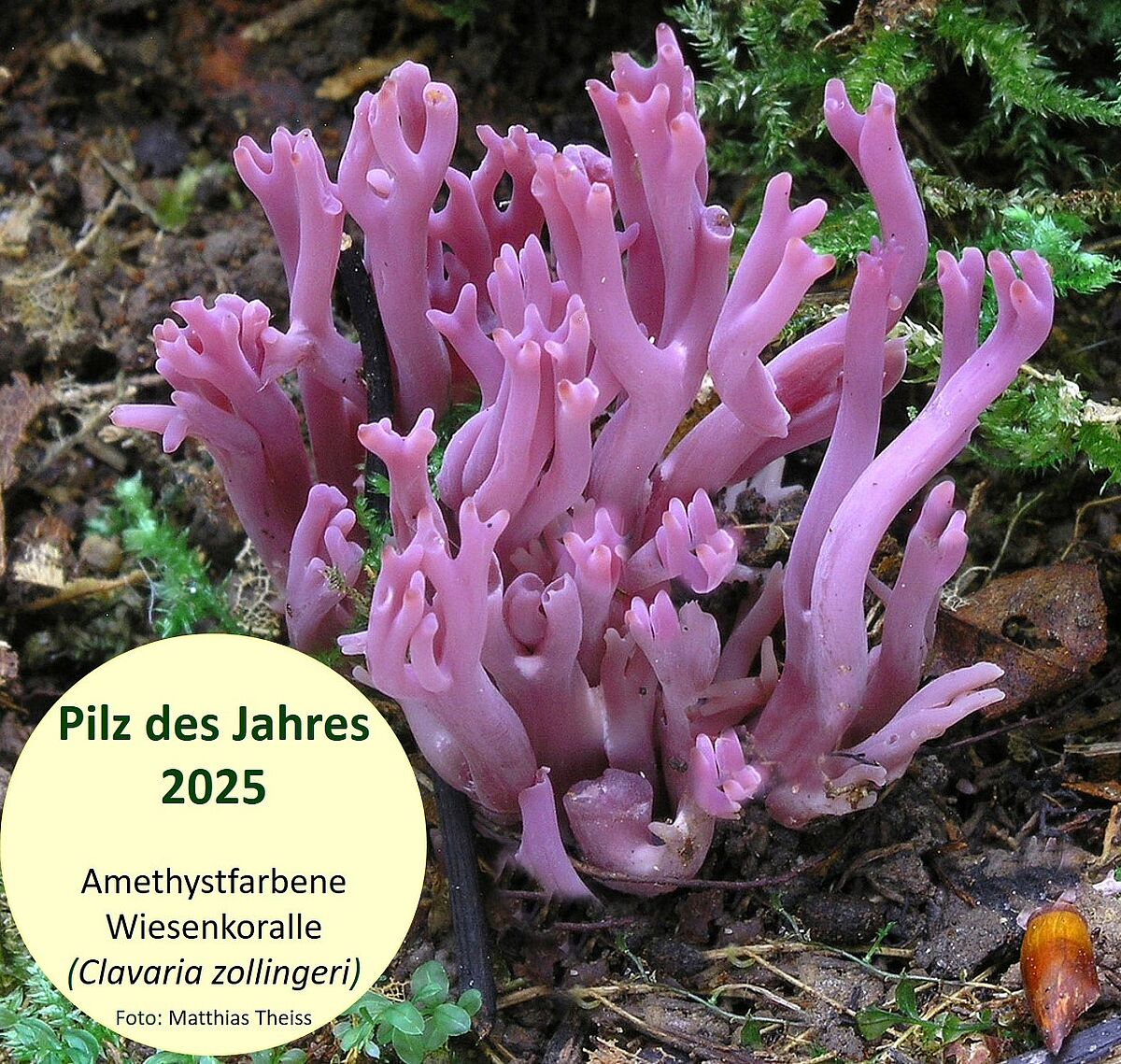 Der Pilz des Jahres ist die Amethystfarbene Wiesenkoralle.