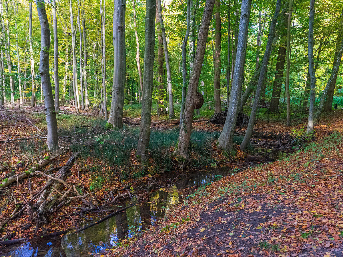 Der Elisenhain in Greifswald
