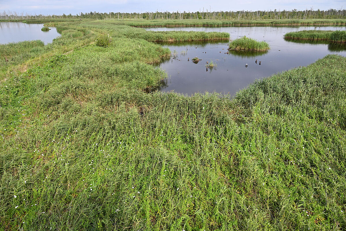 Wiedervernässtes Moor im Anklamer Stadtbruch