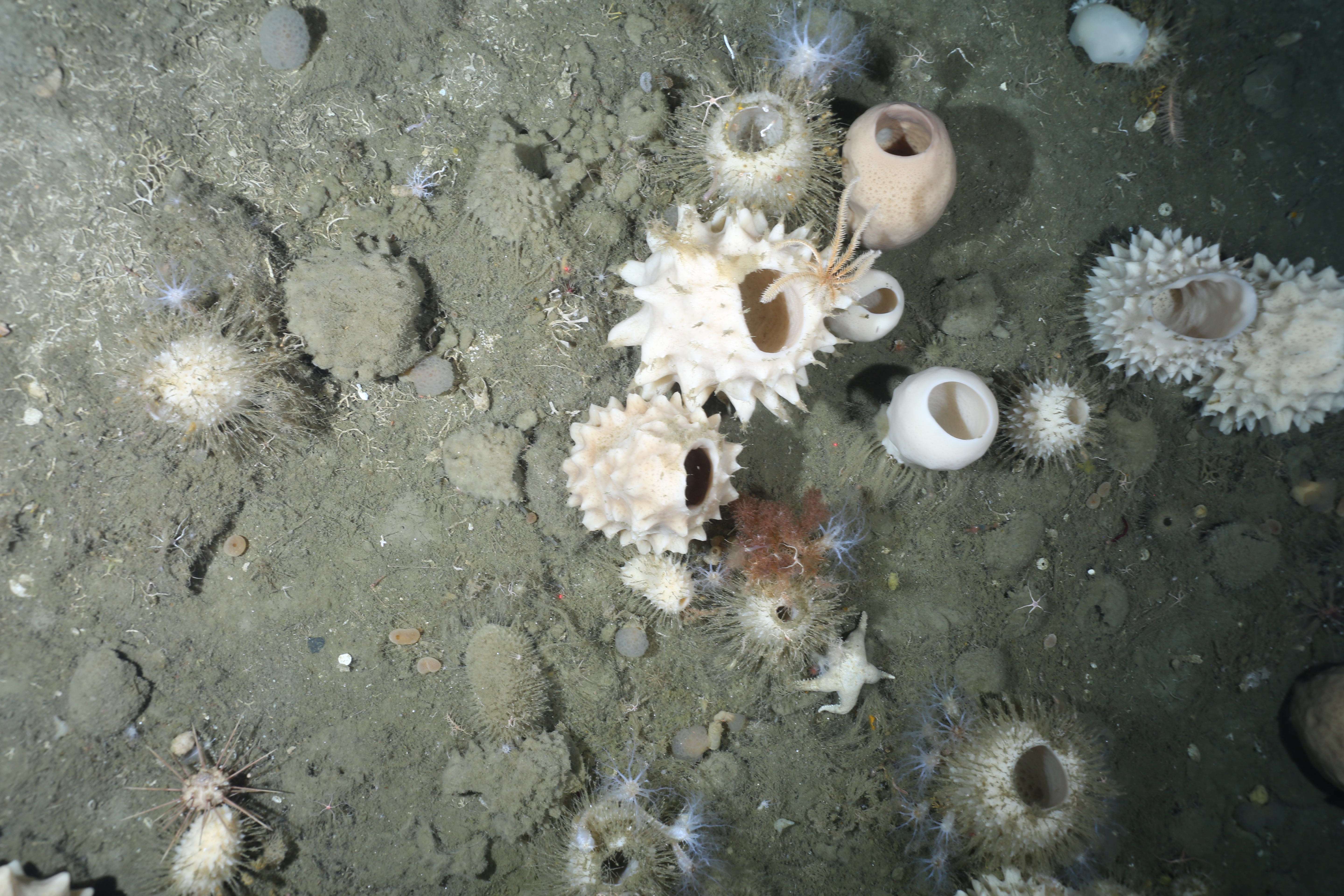 Aufnahme vom Meeresboden der Antarktis im östlichen Weddellmeer im Jahr 2022 während der Polarstern-Expedition PS129 mit dem Ocean Floor Observation and Bathymetry System, kurz OFOBS. Zu sehen ist eine artenreiche Gemeinschaft um Glasschwämme, mit z.B. Seestern, Haarsternen, Anemonen, Moostierchen und Seeigel (Foto: Alfred-Wegener-Institut/AWI OFOBS PS129 team).